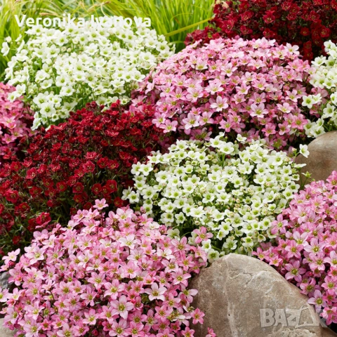 Саксифрага