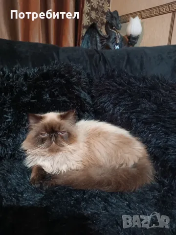 Хималайска персийка колорпойнт, снимка 1