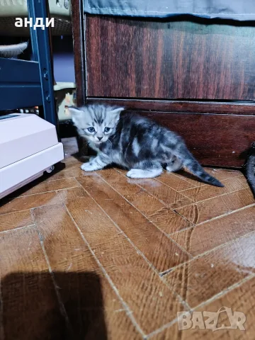 персийски британски котета , снимка 8 - Персийска - 56271497