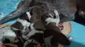 Кученца за продажба ., снимка 3