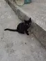 Две бездомни котета , снимка 15