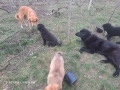 Подарявам кученца, снимка 5