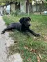 Кученце немски дог, снимка 1