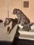 кученца Кане корсо, снимка 9