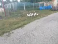Пуяци и гъски!! , снимка 5