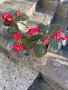 Цвете дъвка , снимка 1 - Стайни растения - 42641855