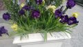 Продавам цветя Ириси, ниски, жълти и тъмно сини, снимка 12