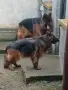 Продавам немски овчарки , снимка 2