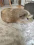 ПОДАРЯВАМ Морски свинчета, снимка 1