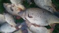 Риба див шаран бял амур каракуда за стръв, снимка 4