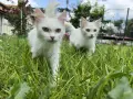 Мъжко пухкаво коте на 4 месеца , снимка 5