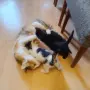 Малки котенца търсят своя дом, снимка 1