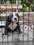 Американско Були / American Bully, снимка 2