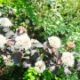 Физокарпус Диабло, Physocarpus Opulifolius Diablo, снимка 4