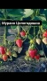 Продавам качествен разсад ягоди сорт  целогодишен мурано албион, снимка 3