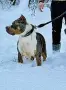 American Bully XL, снимка 12