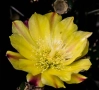 Опунция – Opuntia monacantha ‘Monstruosa’, снимка 2