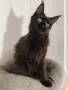 Мейн-куун котка, снимка 3