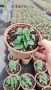 Салвия Червен Роман, Salvia Roman Red или по-известна като Градински чай!!, снимка 4