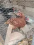 кокошки ломан браун , снимка 1