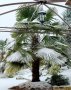 Предлагам малки студоустоичиви палми Трахикаптус - 10 лв, снимка 7