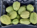 Чайот/ Мексиканска краставица , снимка 2