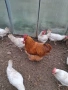 Петли орпингтон , снимка 1