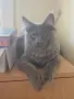котенца Мейн Куун, снимка 15