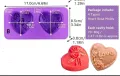 Love 2 големи сърца сърце с рози силиконов молд форма украса декор торта фондан шоколад сапун гипс, снимка 5