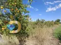 Парцел в село Ястребово, общ. Опан, снимка 3