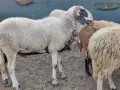 овце, кочове, кози , снимка 6