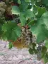Гроздe Мускат Отонeл 🍇 , снимка 2