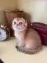 Шотландска златна чинчила, снимка 1