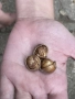Продавам лешници с черупка , снимка 3
