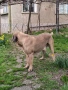 Продавам чистокръвни Кане Корсо , снимка 7