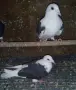  Пощенски на капак , снимка 1