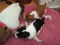 джакове-малки кученца 250лв за брой-джак ръсел 2601250935, снимка 16