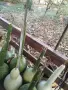 Картуни различни видове и размери , снимка 4