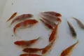 японски шаран кои, снимка 10