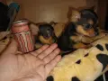 Мини пинчерче женско ПОСЛЕДНО!, снимка 3