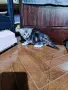 персийски британски котета , снимка 8