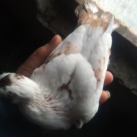 Продавам гълъби бемкалий палбелий поморийски пазарджишки млади бели гълъби за свадба, снимка 10 - Гълъби - 33750811