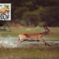 Ботсвана 1988 - 4 броя Карти Максимум - WWF, снимка 4 - Филателия - 38881701