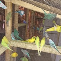 Продавам различни видове папагали, снимка 4 - Папагали - 42527505