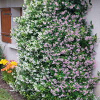 Жасмин 3-цвята (Вечнозелен), снимка 2 - Градински цветя и растения - 44695569