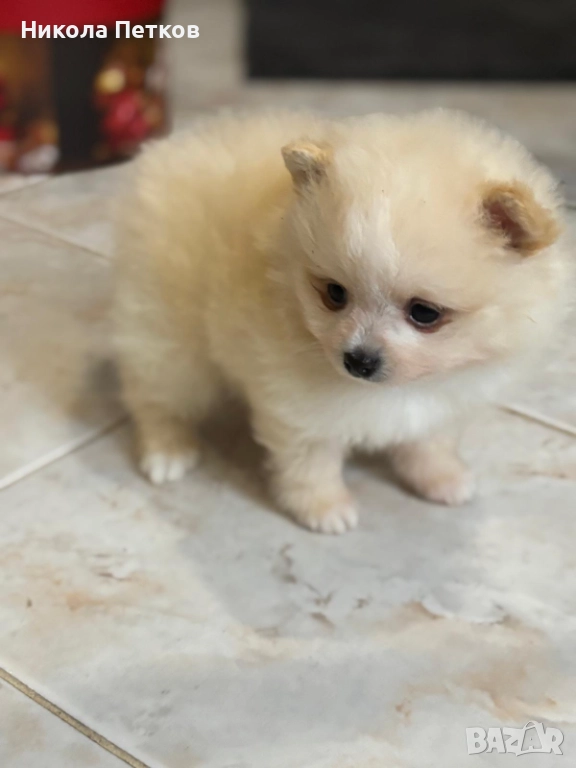 Померан , снимка 1