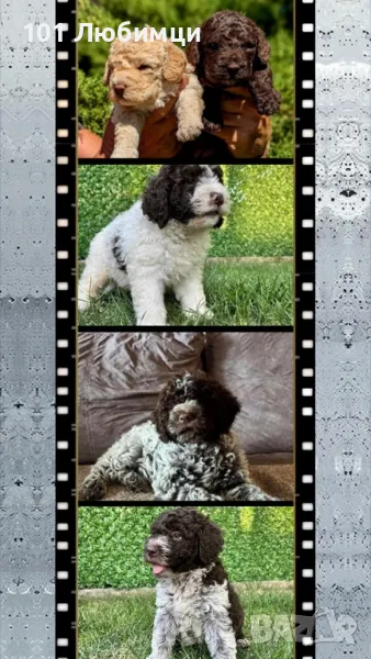 Лагото романьоло, снимка 1