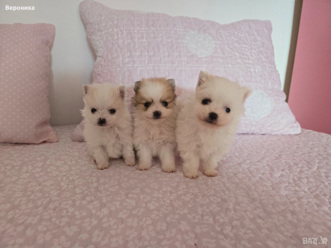 померан момче, снимка 1