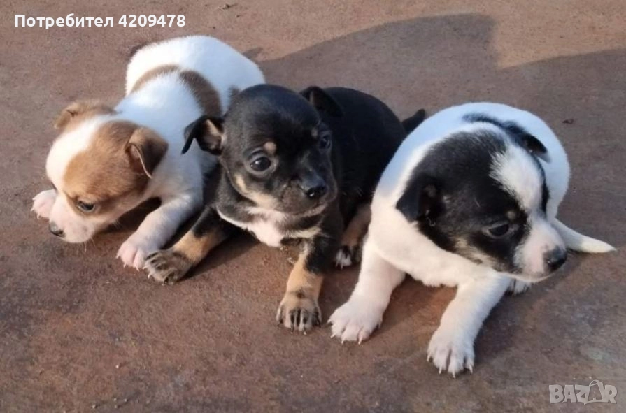 Кученца Пинчери , снимка 1