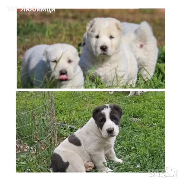 Средноазиатски овчарки с родословие, снимка 1